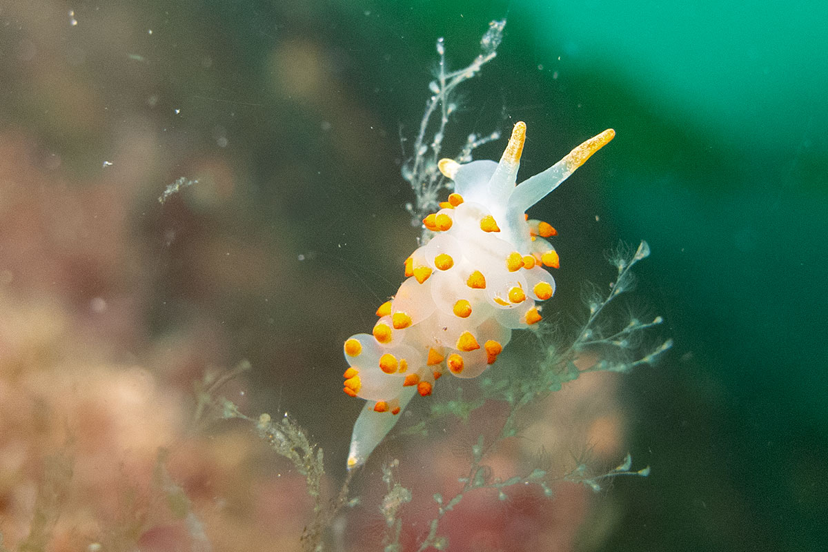 Nakensnäcka i Norge